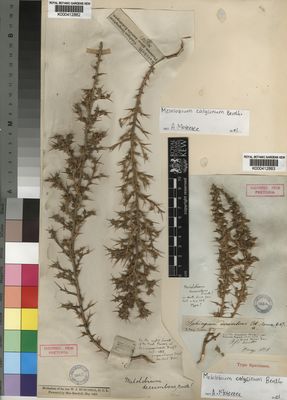 Kew Gardens K000412883:  Drege [s.n.] South Africa