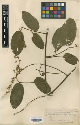 Kew Gardens K000531950:  Williams, R.S. [715] Bolivia