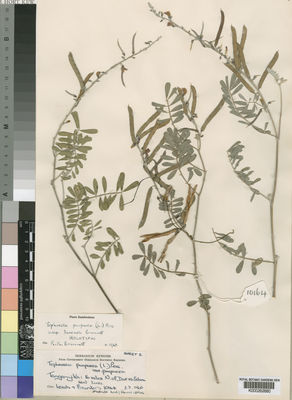 Kew Gardens K000262680:  Leach; Brunton [10164] Tanzania