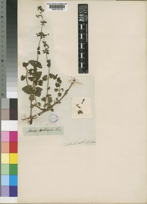 Kew Gardens K000193135:  Drege [s.n.] South Africa