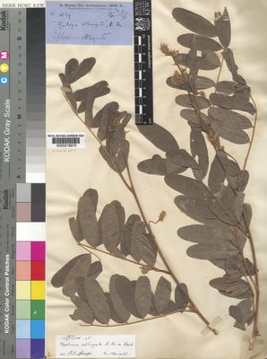 Kew Gardens K000216973:  Brown, R. [s.n.] Australia