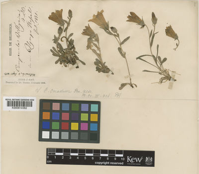 Kew Gardens K000814362:  Heldreich [s.n.] Greece