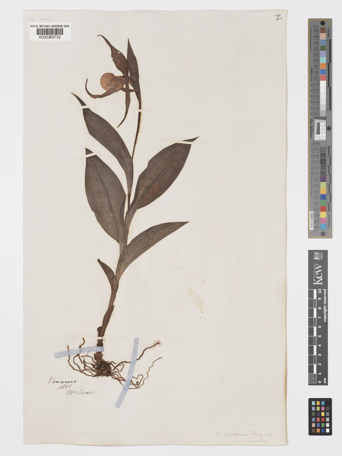 Kew Gardens K000363732:  Crease [s.n.] Canada