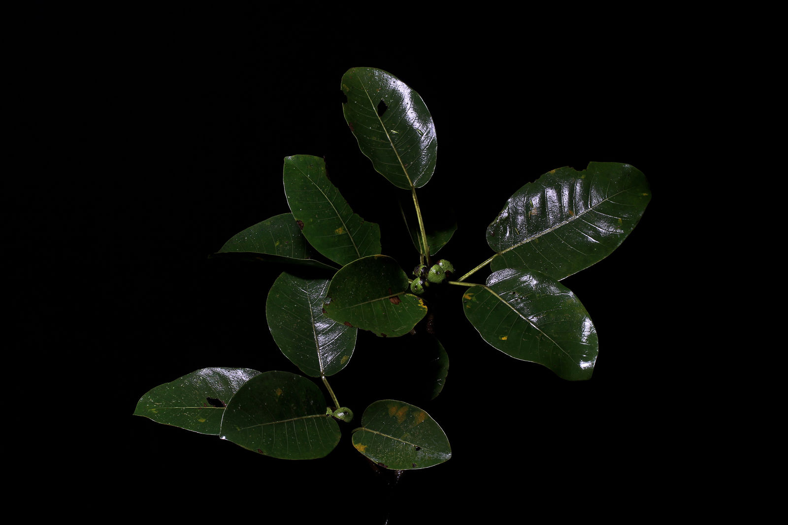 Ficus aurea Nutt. | Plants of the World Online | Kew Science