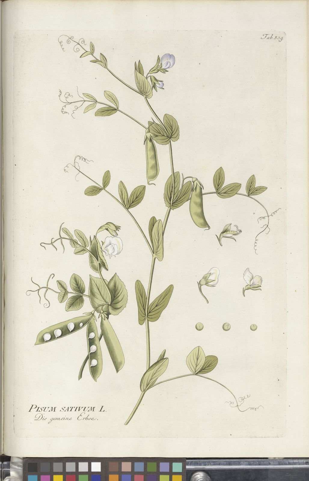 pisum sativum l. | plants of the world online | kew science