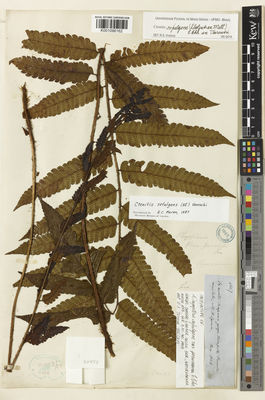 Kew Gardens K001096162:  Spruce, R. [4657] Peru