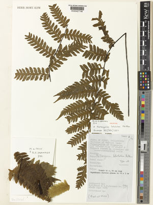 Kew Gardens K000427748:  Price, M.G.; Hernaez, B.F. [399] Philippines