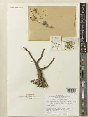 Kew Gardens K001080105:  Boulos, L.; Rowaished, A.K.; Gifri, A.N.; Saeed, W.A.; Hussein, M.A. [17090] Yemen
