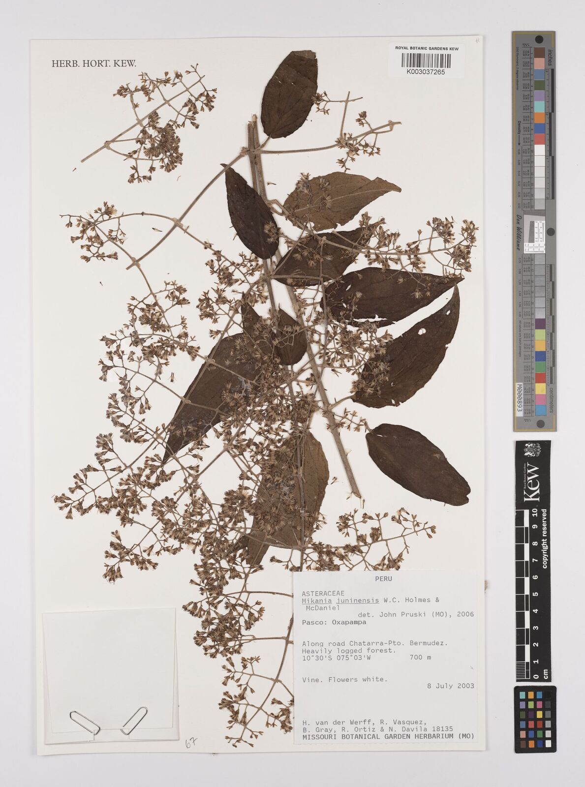 Mikania juninensis W.C.Holmes & McDaniel | Plants of the World Online ...