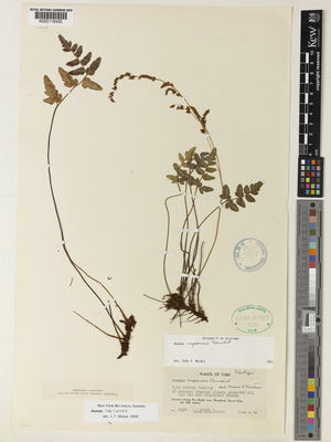 Kew Gardens K000116420:  Morton, C.V; Acuna, J. [3257] Cuba