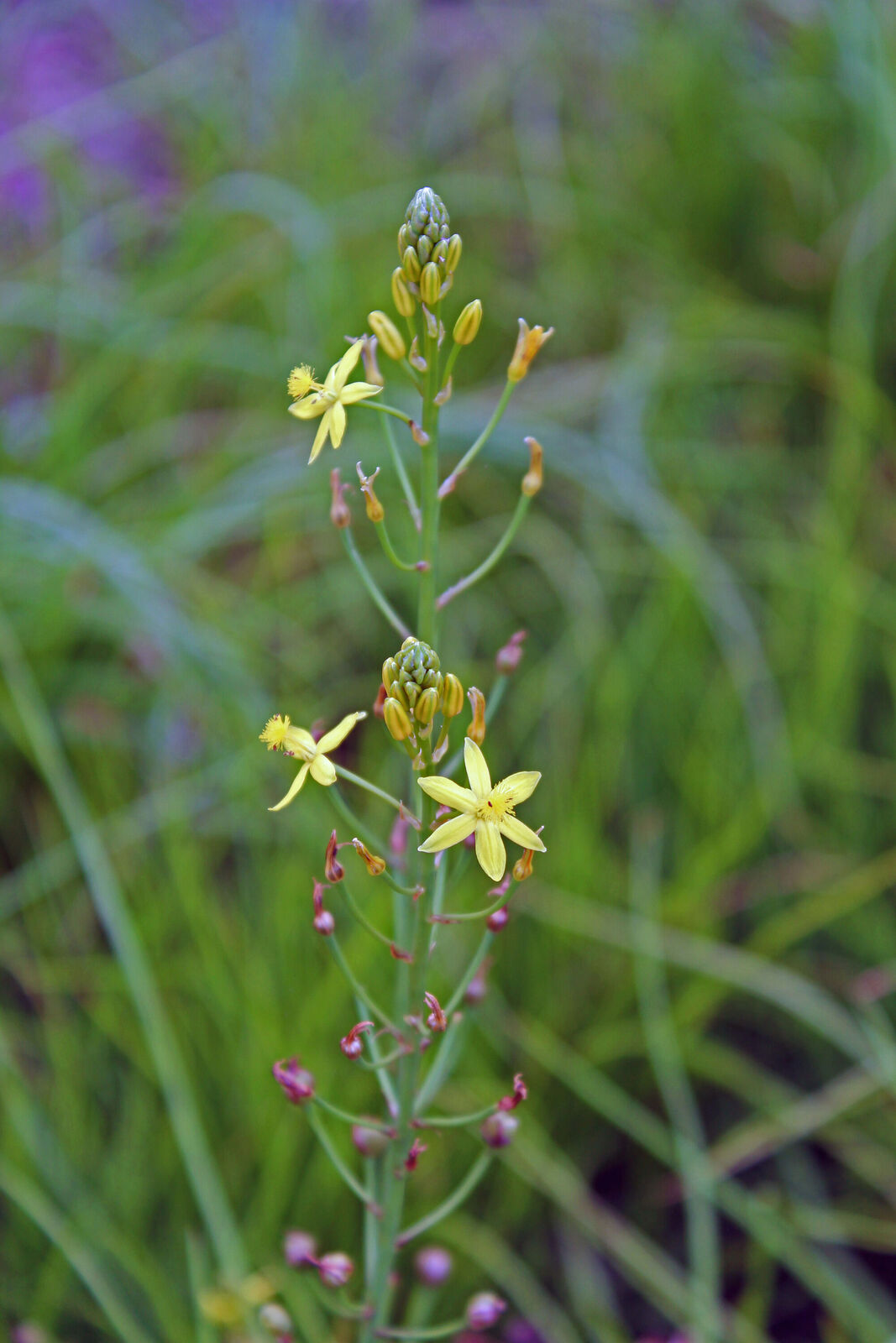Bulbine semibarbata