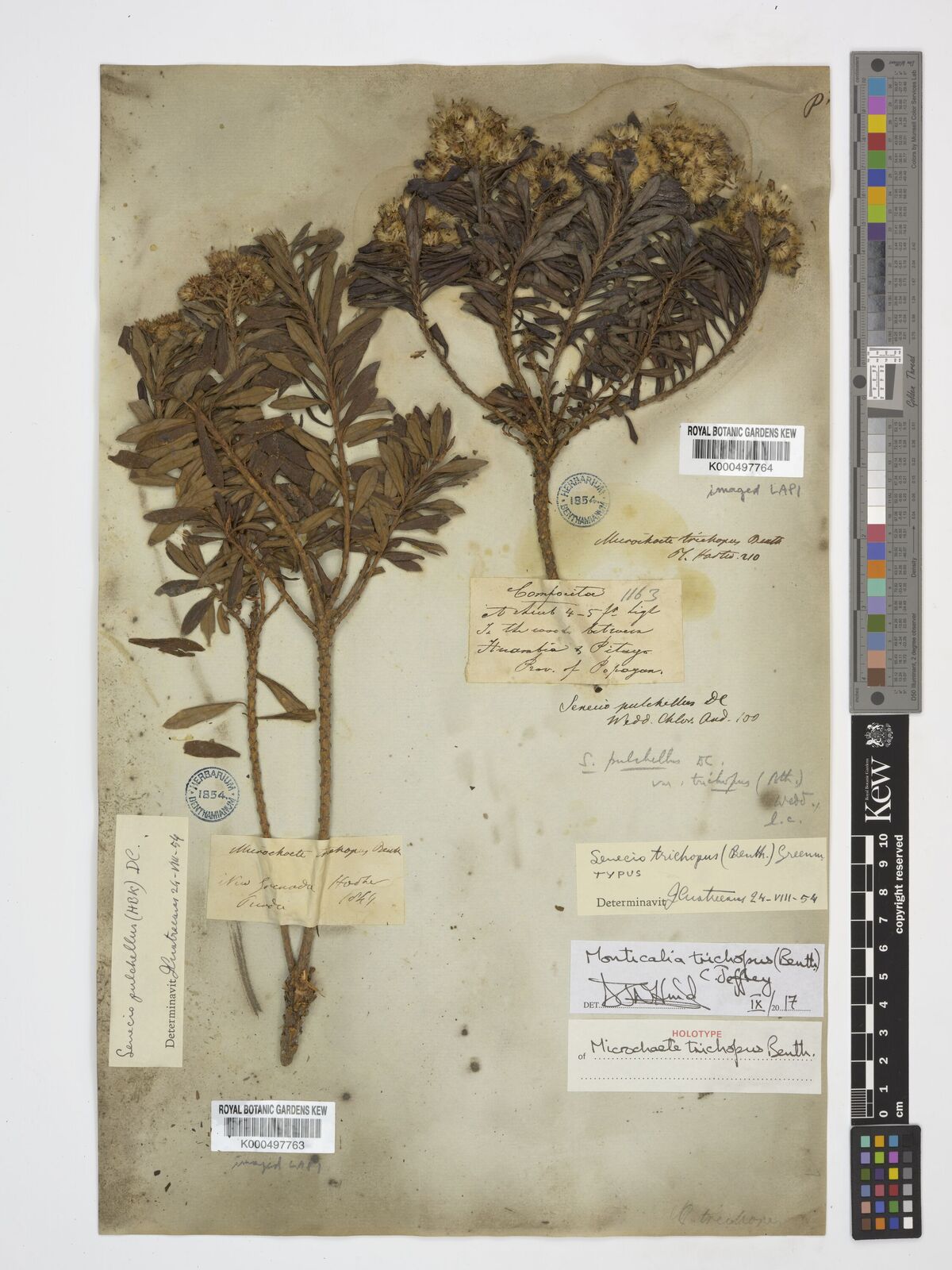 Kew Gardens K000497763:  Purdie [s.n.] Colombia