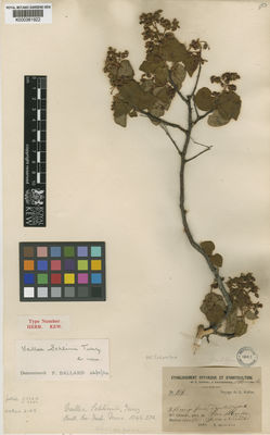 Kew Gardens K000381922:  s.coll. [816] Colombia