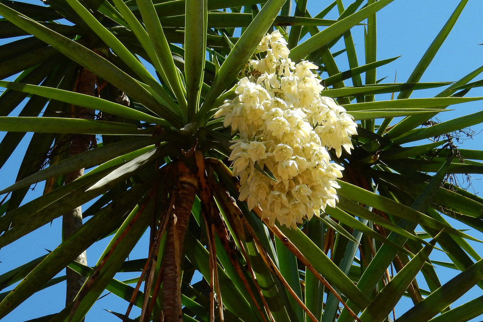 yucca gigantea lem. | colombian plants made accessible
