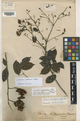 Kew Gardens K000848821:  Motley, J. [591] Borneo