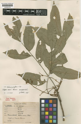 Kew Gardens K000657579:  Carr, C.E. [11711] Papua New Guinea