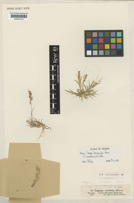 Kew Gardens K000674273:  Schimper, W. [792] Saudi Arabia