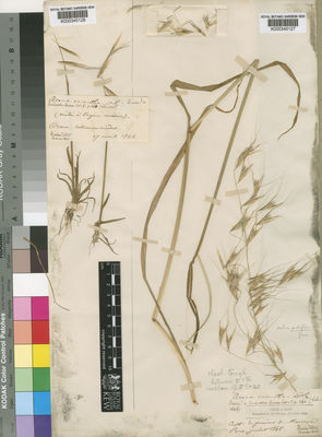 Kew Gardens K000345128:  Durieu [s.n.] Algeria