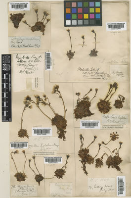 Kew Gardens K000732410:  [illegible] [s.n.] Canada