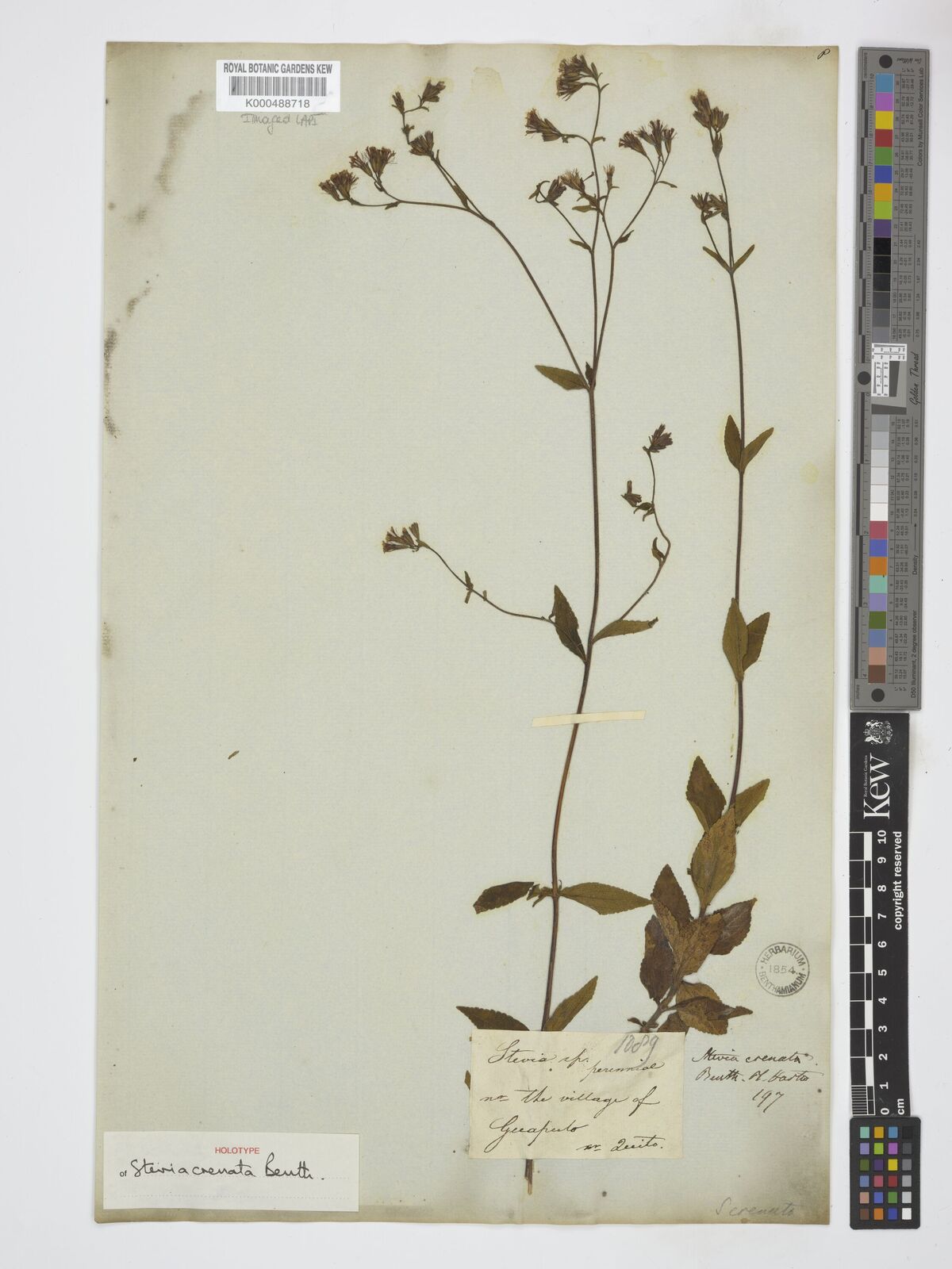 Kew Gardens K000488718:  s.coll. [1089] Ecuador