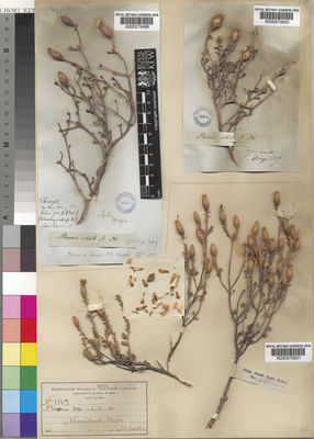 Kew Gardens K000273499:  Drege [s.n.] South Africa