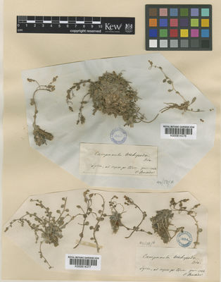 Kew Gardens K000814376:  Boissier, E. [s.n.] Syria