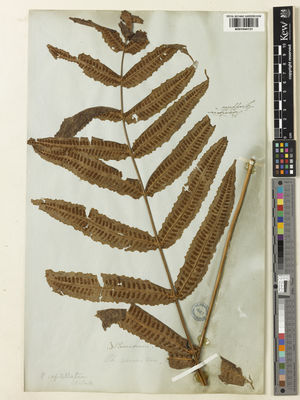 Kew Gardens K001044131:  Griffith, W. [s.n.] Bhutan