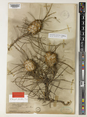 Kew Gardens K000951913:  Griffith, W. [[1344]] Afghanistan