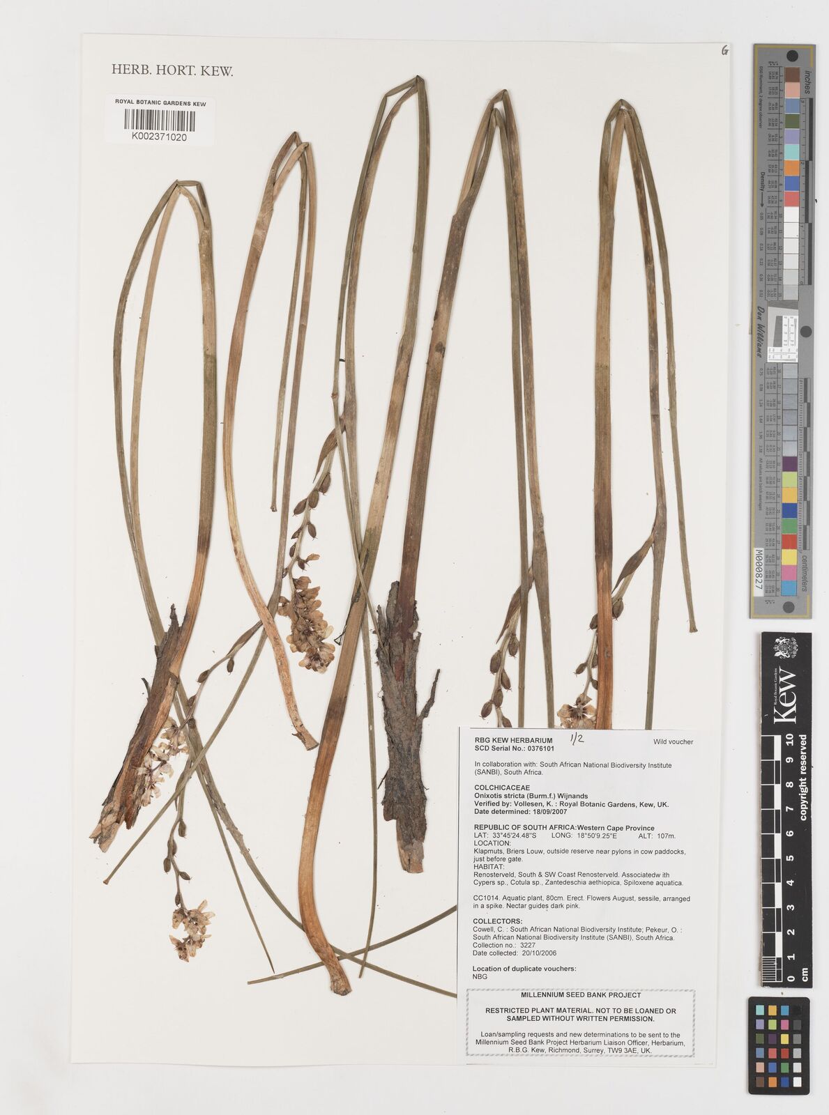 Wurmbea stricta