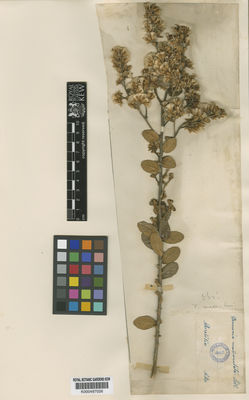 Kew Gardens K000497026:  Sello [s.n.] Brazil