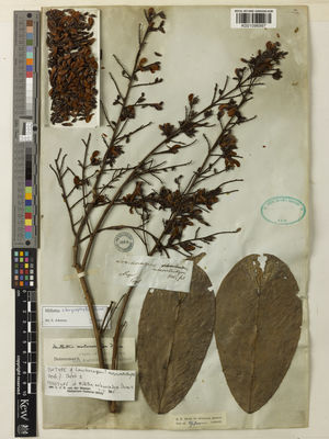 Kew Gardens K001096997:  Vogel [s.n.] Niger