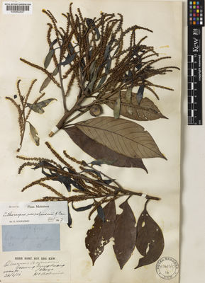 Kew Gardens K000832427:  Robinson, H.C. [s.n.] Malaysia