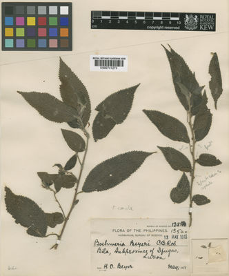 Kew Gardens K000741273:  Beyer, H.O. [13540] Philippines