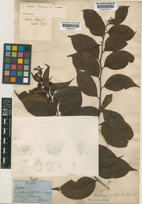 Kew Gardens K000669907:  Regel [s.n.] Taiwan