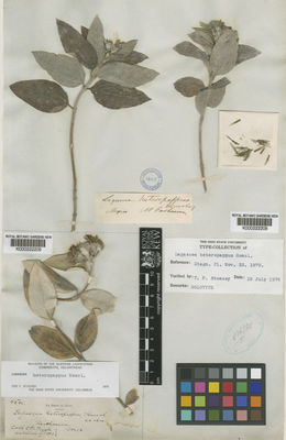 Kew Gardens K000222208:  Parkinson [s.n.] Mexico