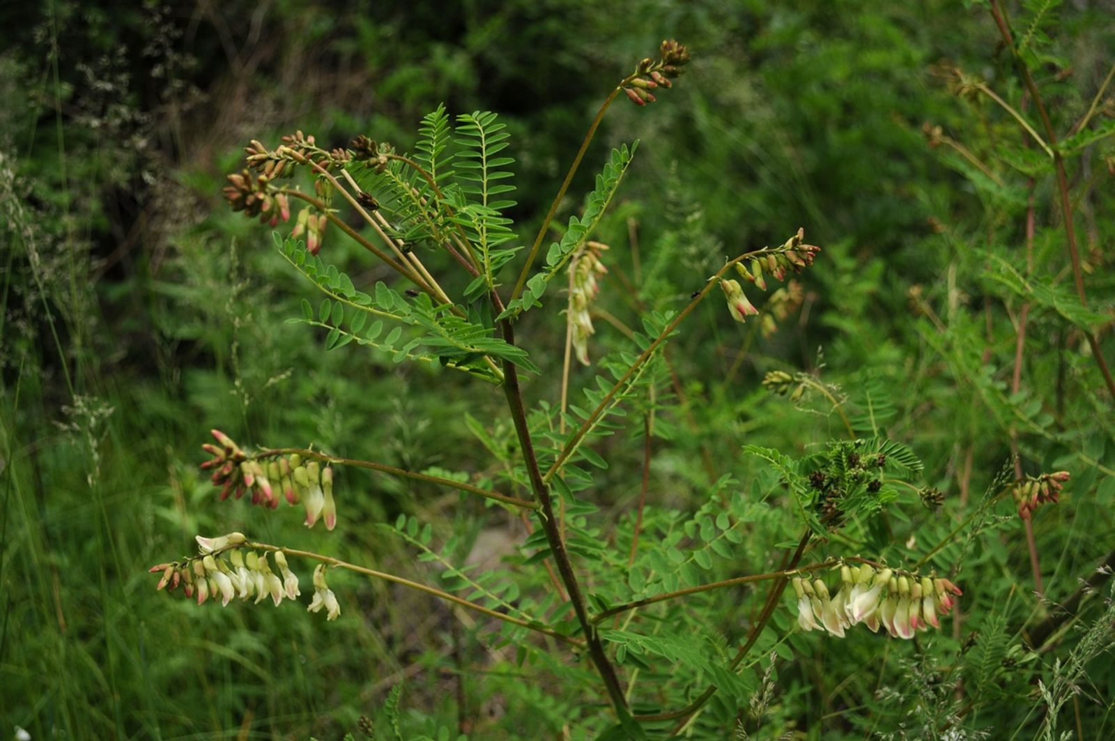 Jual Astragalus Root Tea : Huang Qi Astragalus Membranaceus (30 Tea Bag) -  Kab. Cirebon - Elif Tea & Tisane | Tokopedia