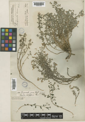 Kew Gardens K000814534:  Strachey, R.; Winterbottom, J.E. [4] India