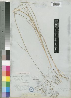 Kew Gardens K000367142:  Drege [s.n.] South Africa