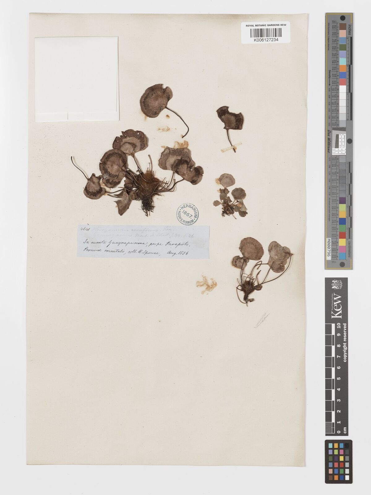 Pterozonium reniforme