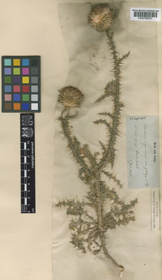 Kew Gardens K000768975:  s.coll. [s.n.] Spain