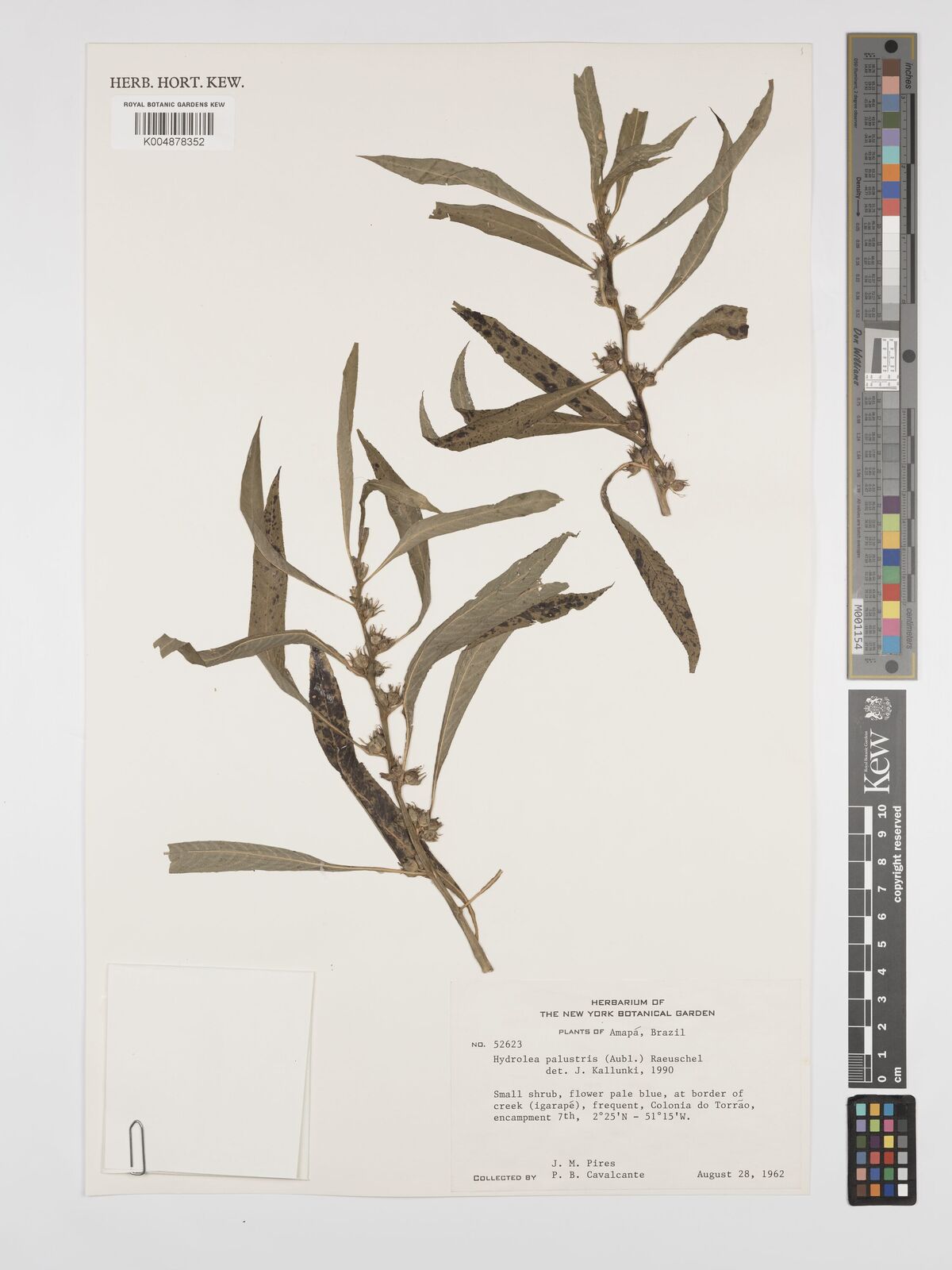 Hydrolea quadrivalvis Walter | Plants of the World Online | Kew Science