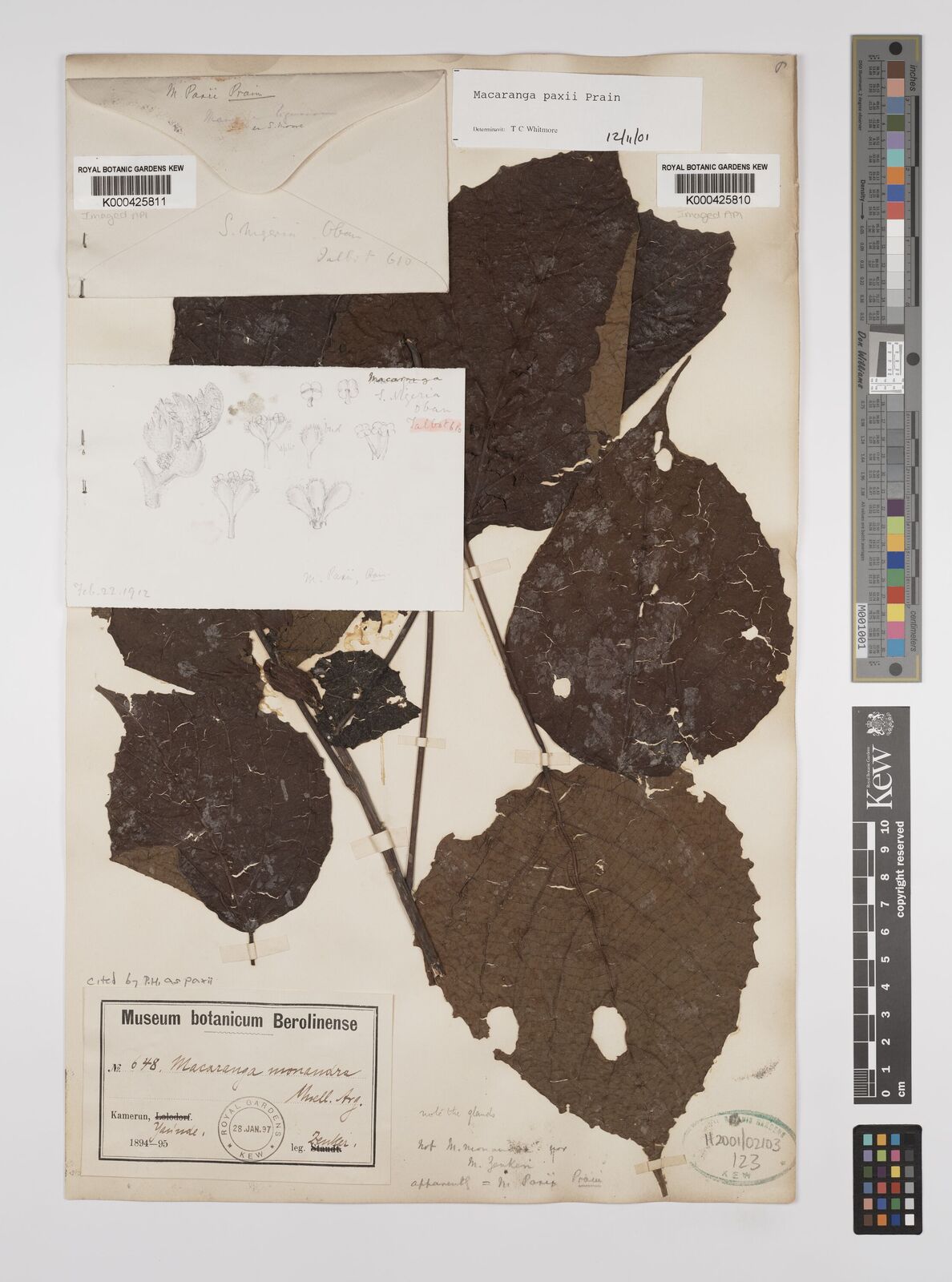Kew Gardens K000425811:  Talbot [610] Nigeria
