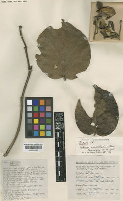 Kew Gardens K000659822:  Womersley, J.S. [3386] Papua New Guinea