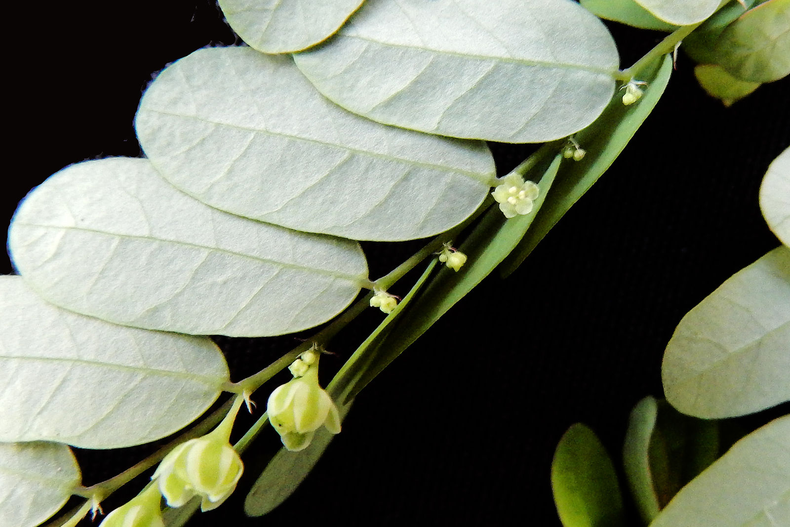 Phyllanthus niruri subsp. lathyroides (Kunth) G.L.Webster | Colombian ...