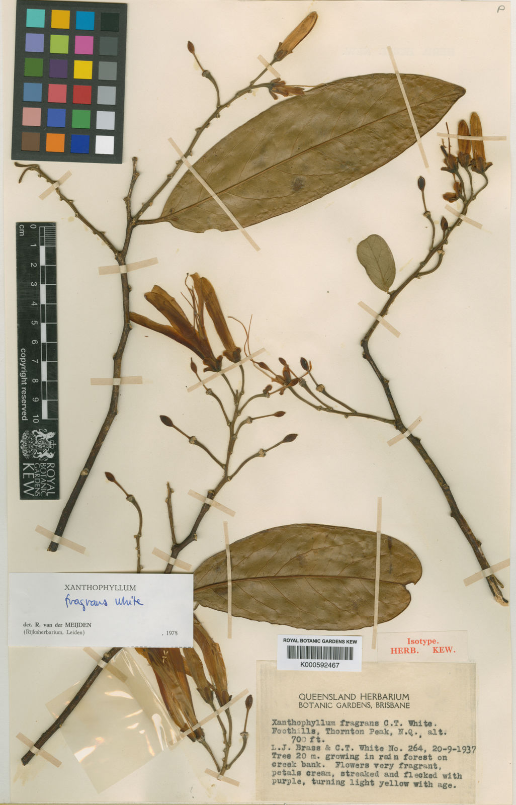 Xanthophyllum Fragrans C.T.White | Plants Of The World Online | Kew Science