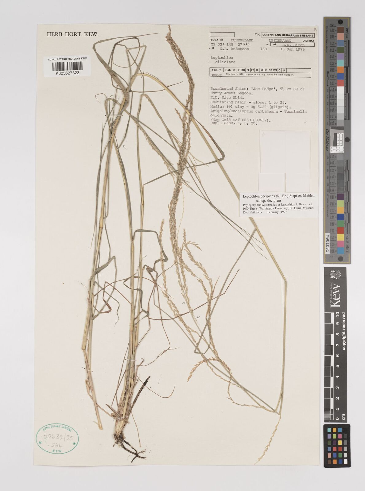 Dinebra decipiens subsp. decipiens | Plants of the World Online | Kew ...