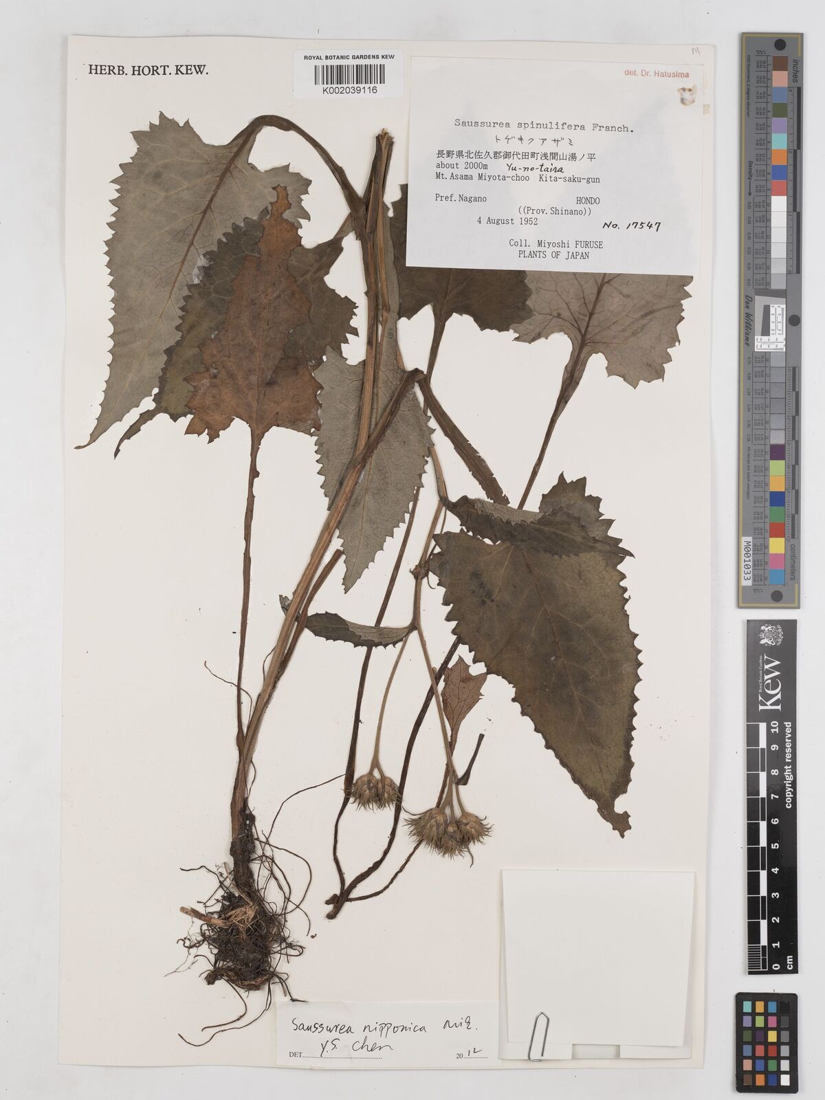 Saussurea ussuriensis Maxim. | Plants of the World Online | Kew