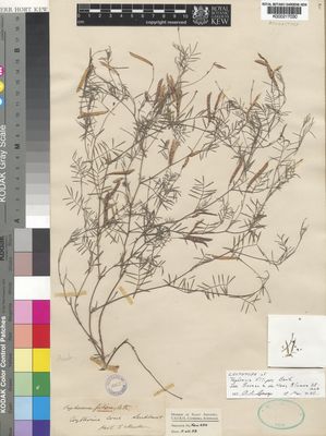 Kew Gardens K000217030:  leg. ign. [s.n.] Australia