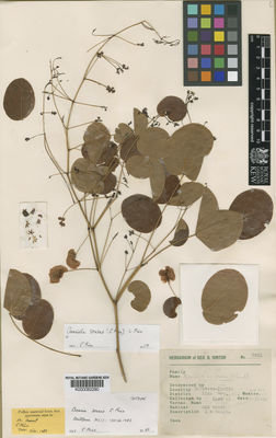 Kew Gardens K000082290:  Hinton, G.B. [9541] Mexico