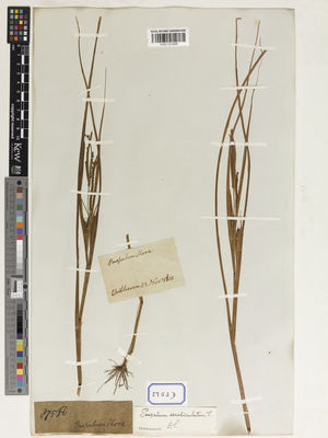 Kew Gardens K001131496:  s.coll. [Cat. no. 8753]